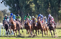 Poplatky za start v dostizích u nás a v zahraničí