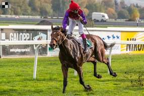 Kůň roku Galopp Reporteru: Nejlepší dvouletý hřebec 2013